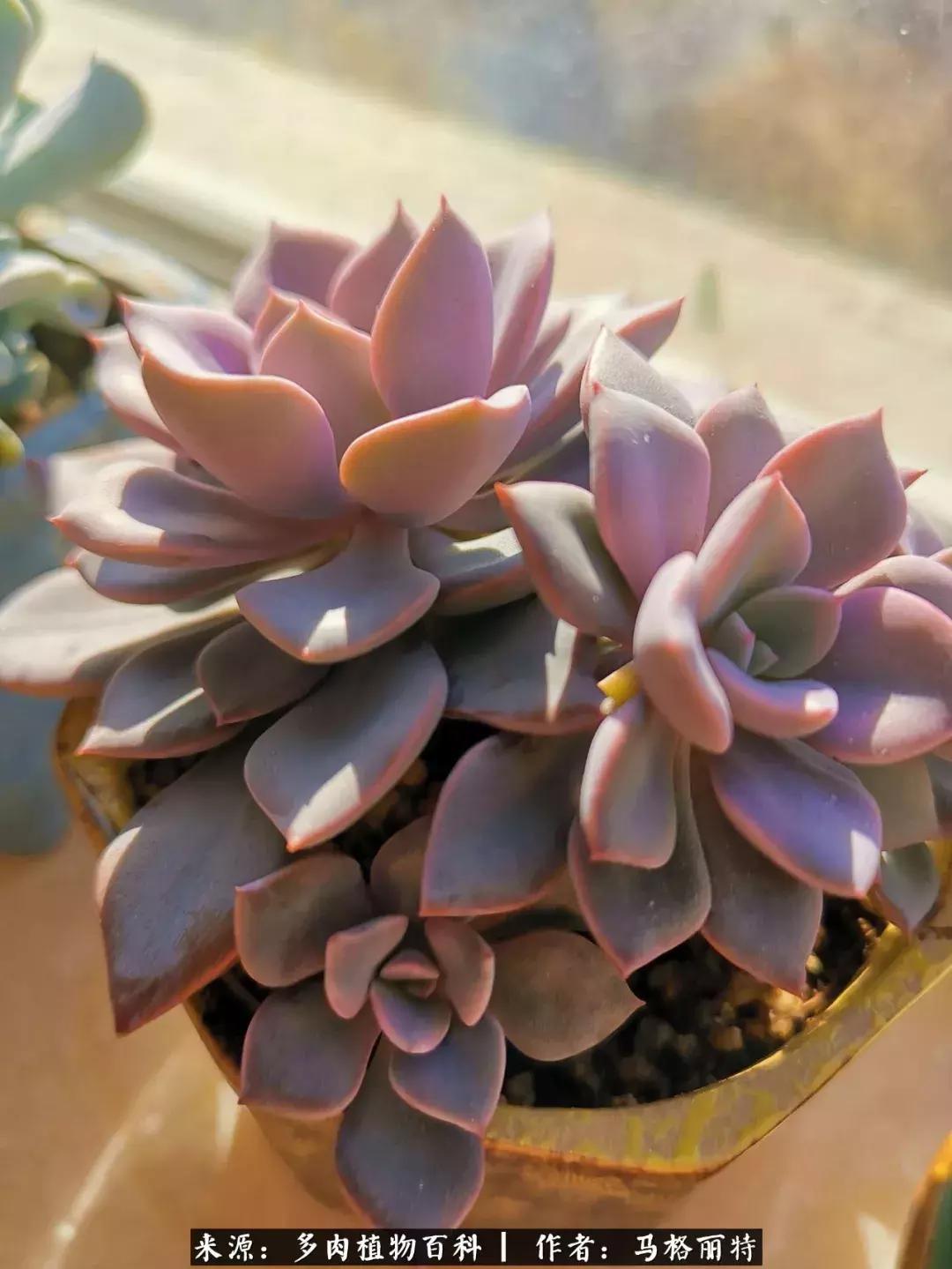 北方阳台多肉怎么过冬,北方阳台多肉