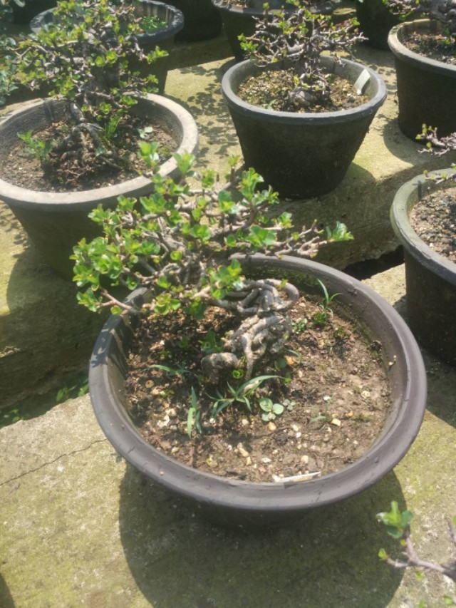 掌上盆景100种,掌上盆景