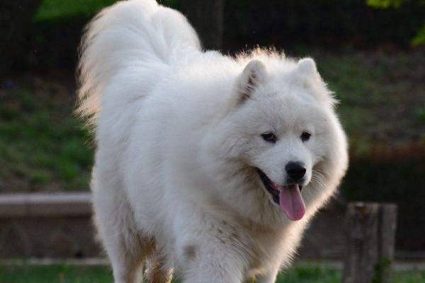 千万不要打哈士奇,千万别打动物