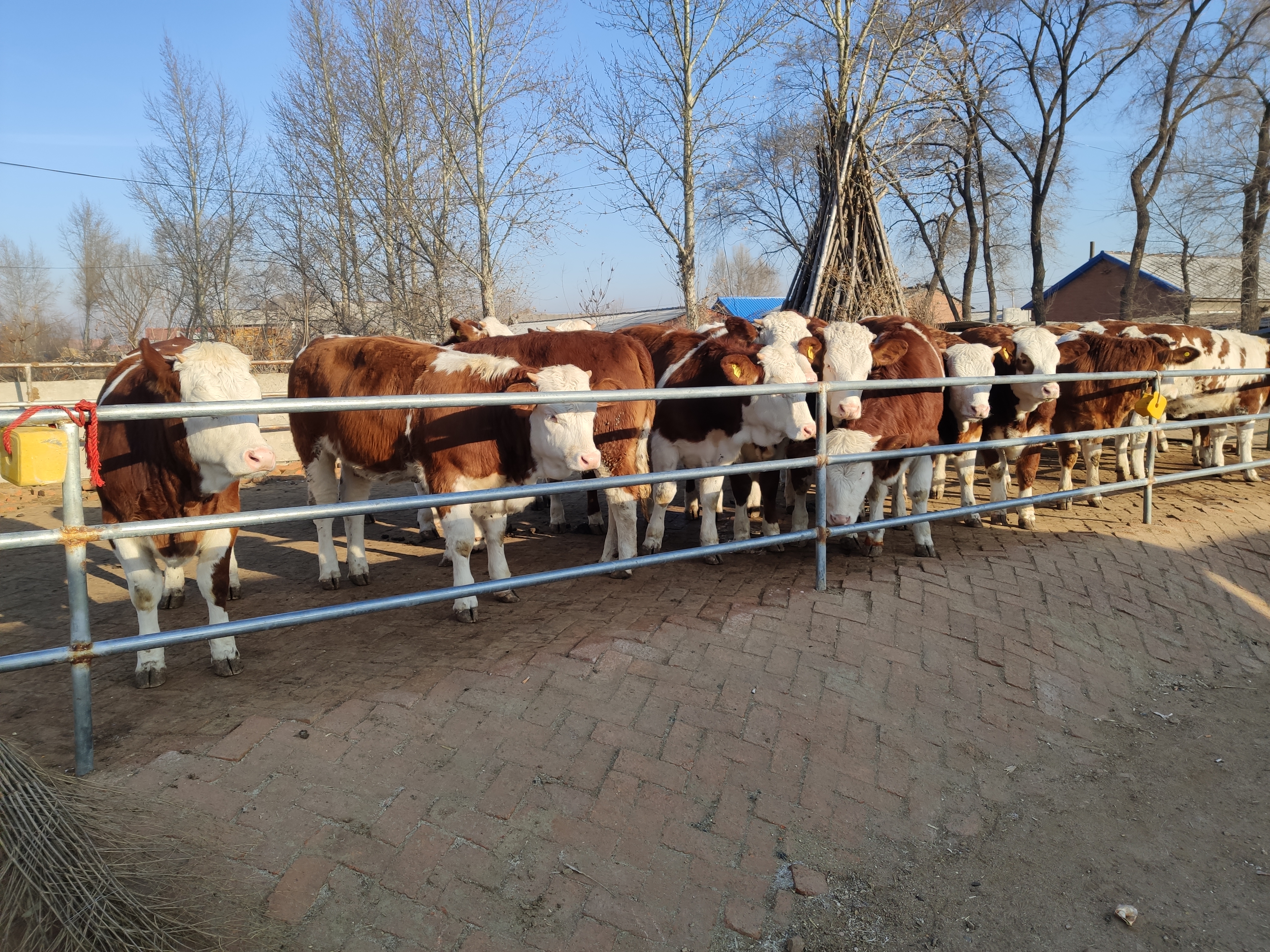 养殖母牛人工授精,繁育母牛拴养还是圈养