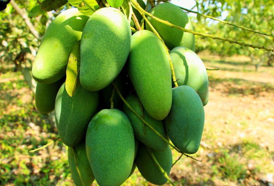 芒果树结满芒果了,芒果树怎么结出绿的芒果