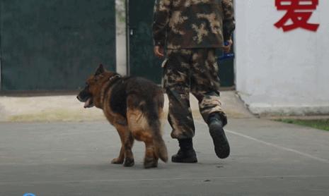 退役的军犬都被送到哪里了,那些退役的军人过得怎么样