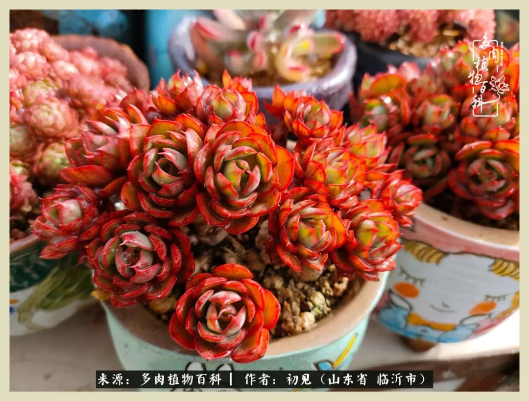 和多肉植物相伴,和多肉相处的心情