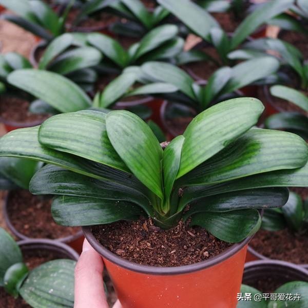 夏季给君子兰浇水的正确方法,夏天养护君子兰浇什么水最正确的