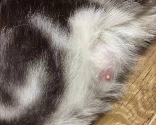 怀孕猫咪注意事项,猫咪怀孕后注意事项