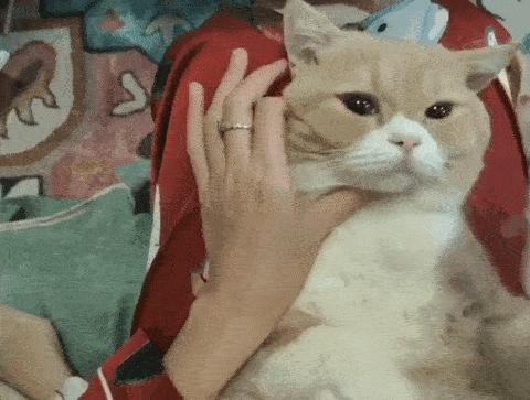 据说最近喵圈流行敷面膜，铲屎官请准备