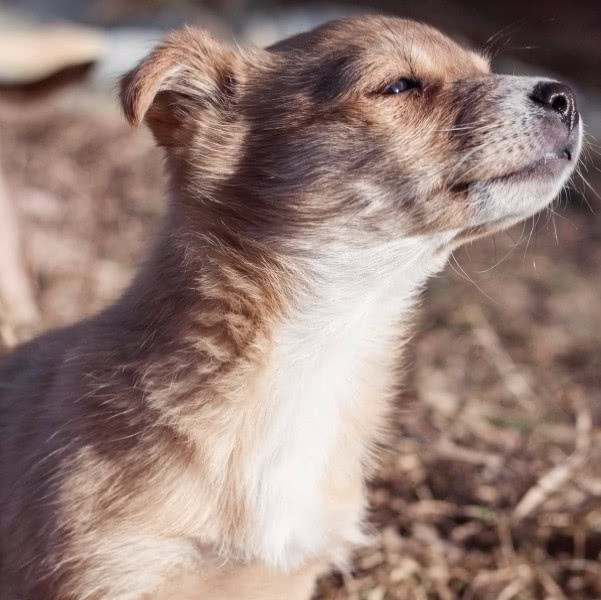 狗狗为什么总是反复舔、啃咬自己的脚部？这种行为真的正常吗？