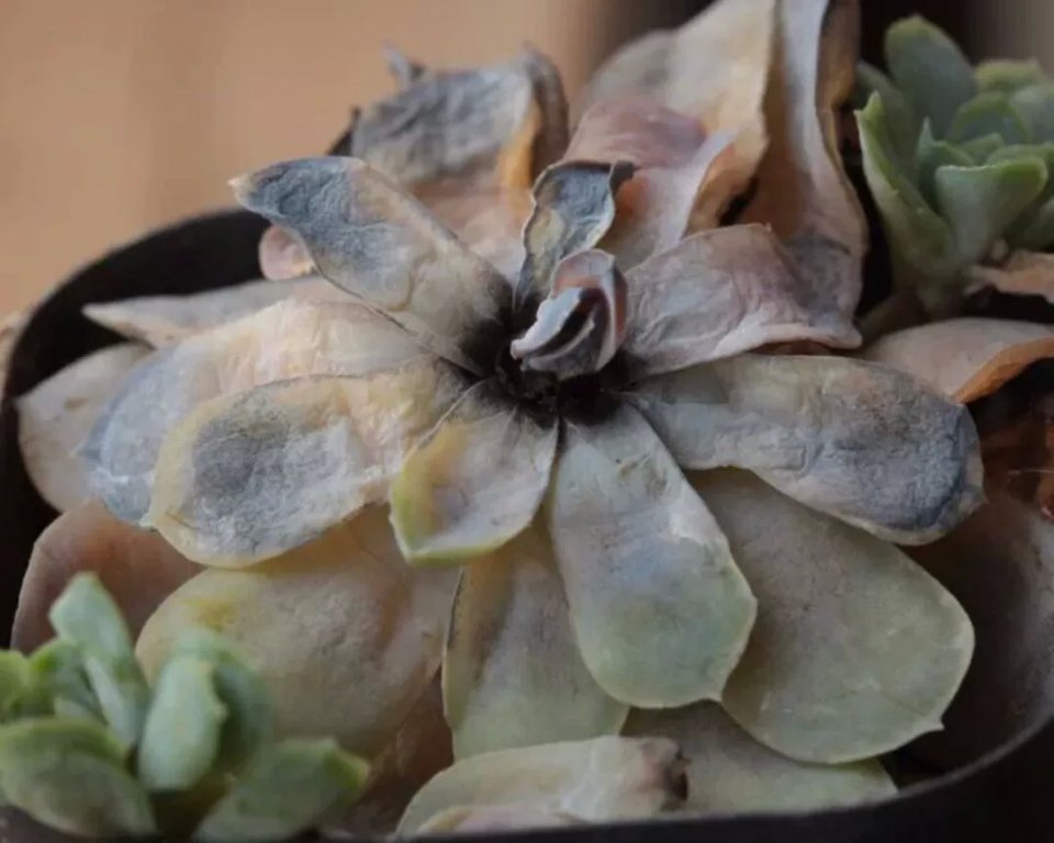 多肉黑霉用不用剪掉,多肉黑茎咋办