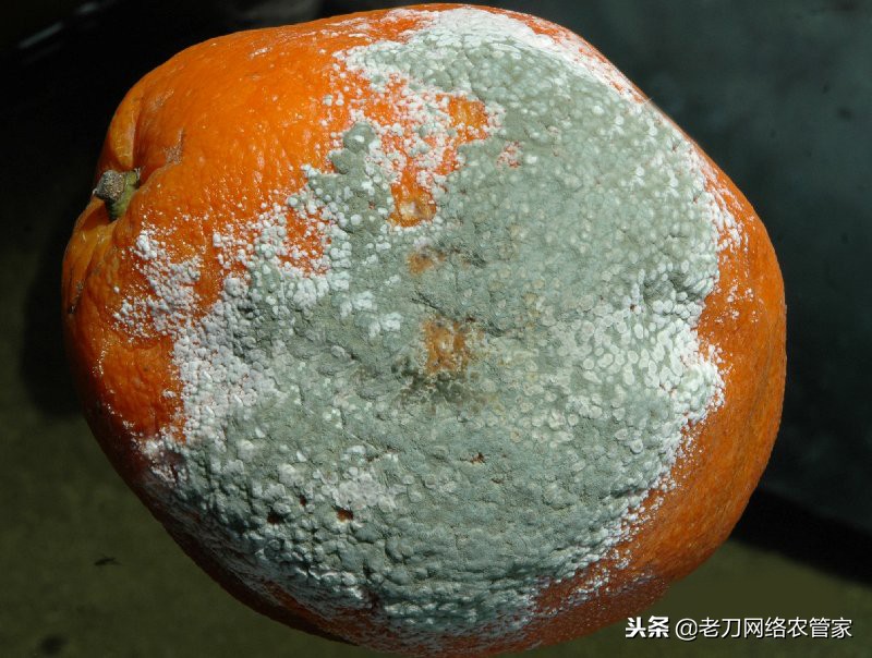 柑橘树上青霉病和绿霉病怎么防治,柑橘疫霉褐腐病怎么预防