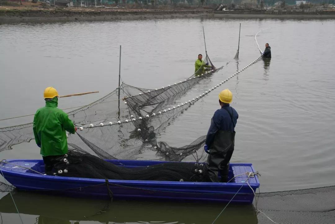 无锡甘露青鱼最新消息,无锡甘露青鱼真空包装