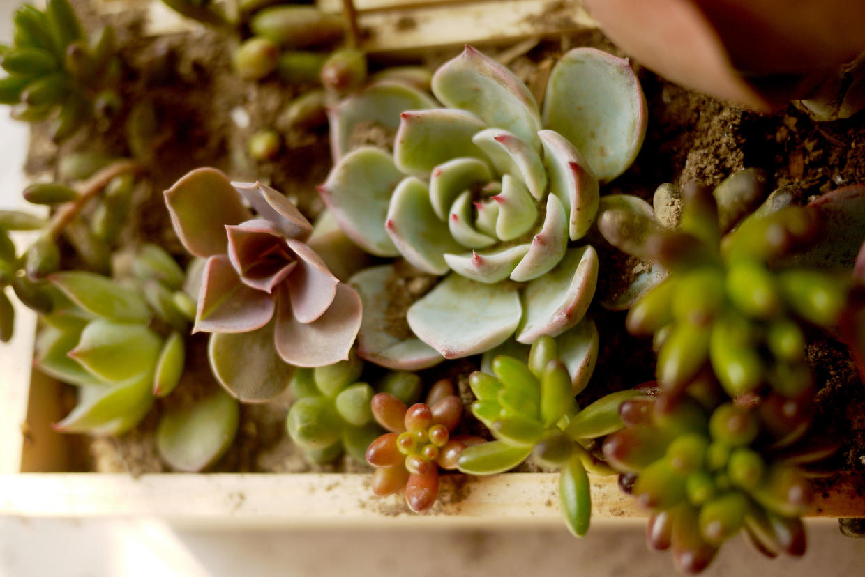 好养又漂亮的多肉品种,九尾狐多肉用大盆养好还是小盆好