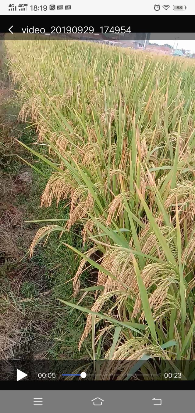 种粮大户退出原因,种粮大户何去何从