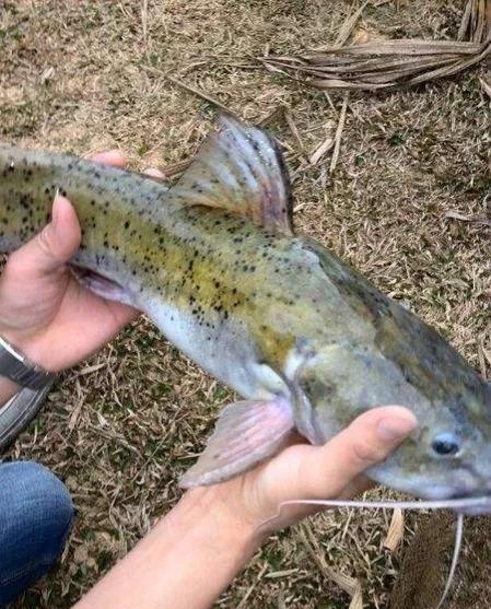 中国最好吃的4大淡水鱼,中国特别好吃的10种淡水鱼