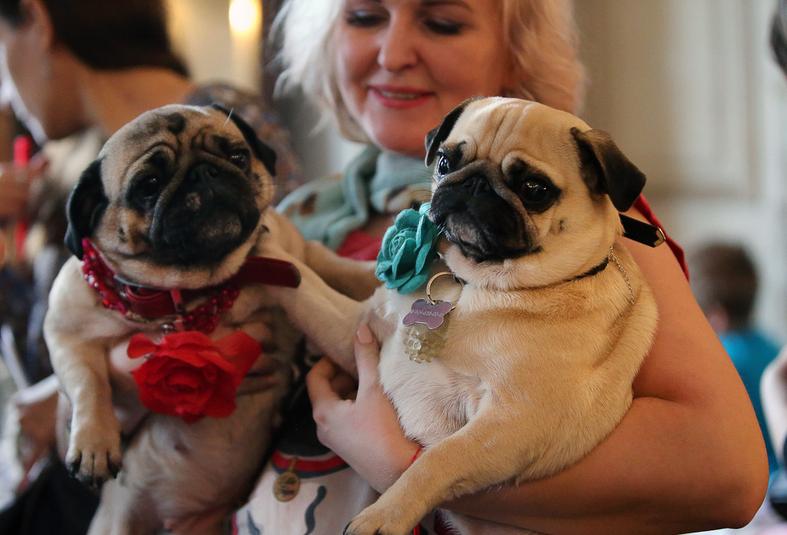 巴哥犬科普小知识,巴哥犬的五大优点和缺点