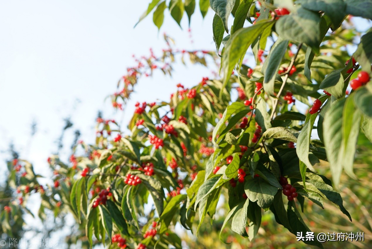 北京最大的森林公园大兴,北京最大环城公园