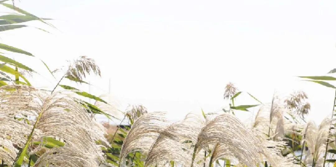 快乐的苏州西山农家乐之旅,苏州西山农家乐自驾游攻略图