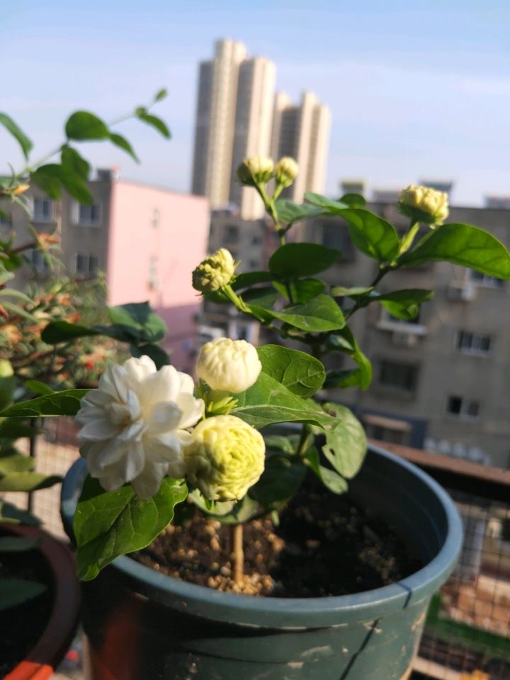 适合家里养的32种花净化空气,家里必养4种花特别漂亮