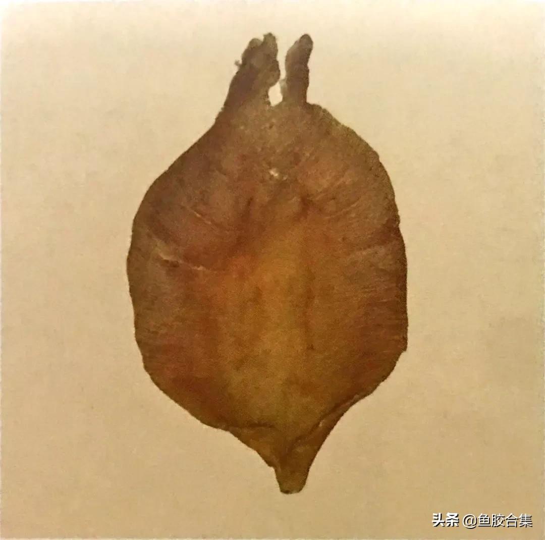 赤嘴鳘鱼鱼胶的功效和作用,赤嘴鱼胶的功效测评