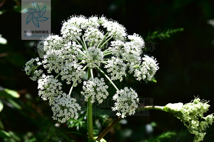 藁本神农本草经,神农本草经葛根原文