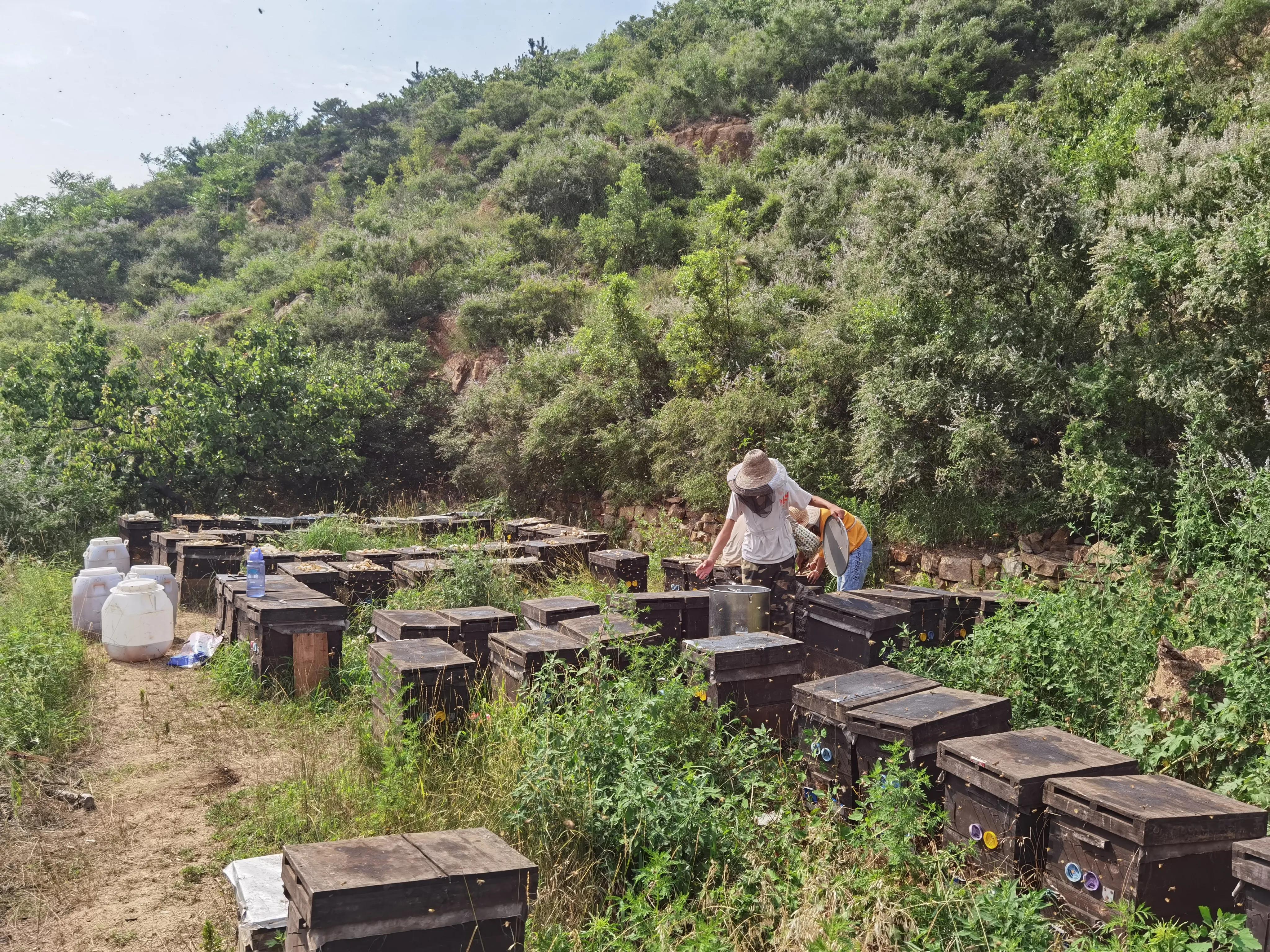 10几块一斤蜂蜜是真的吗 (网上二十几块钱一斤的蜂蜜)