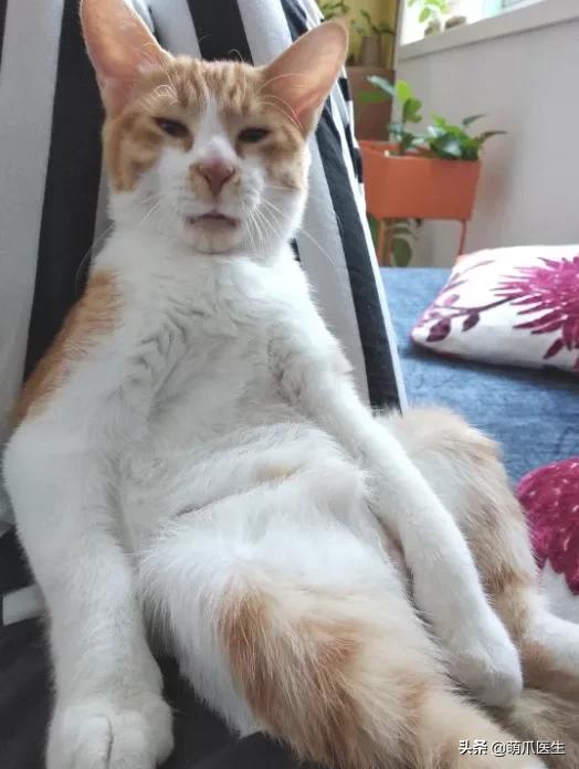 长得很潦草的一只猫,一只猫能有多潦草