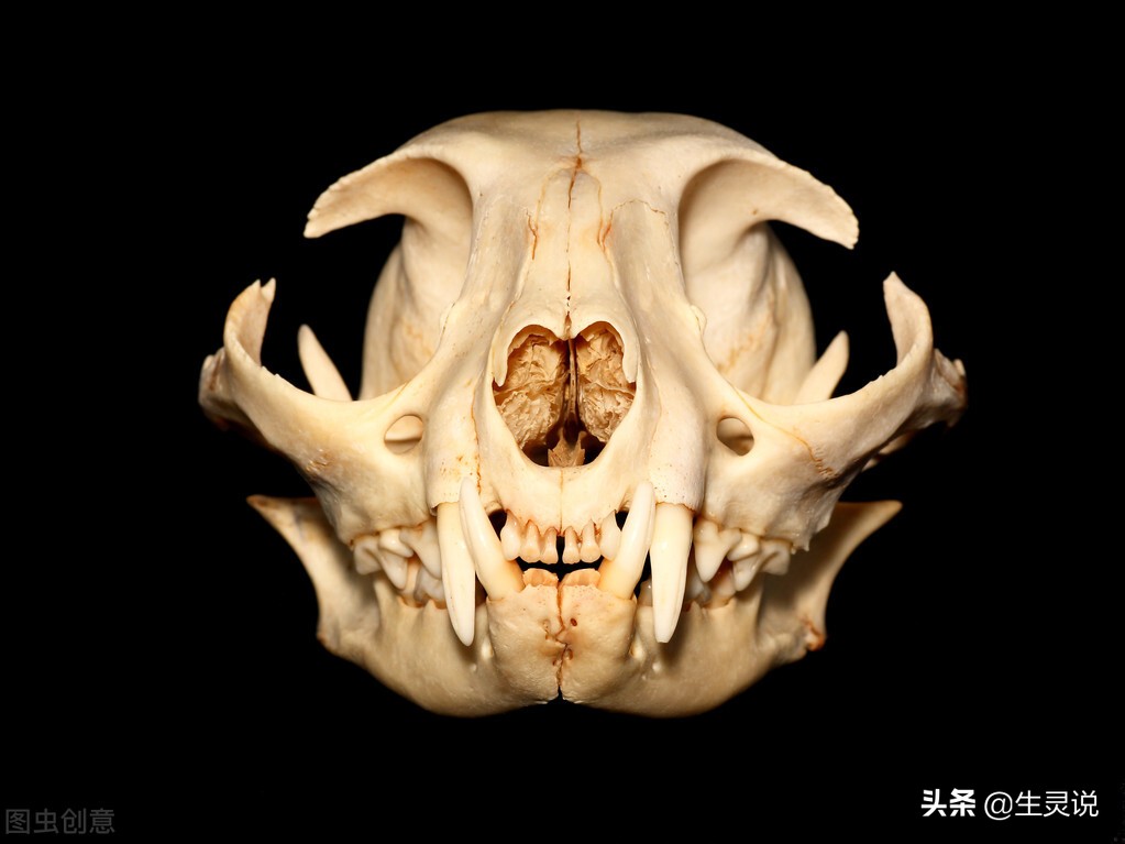 狮子大战野牛被其他野牛围攻,两只狮子对一只野牛展开猎杀