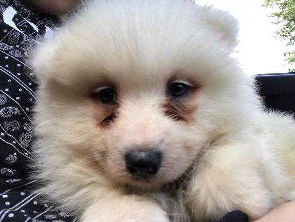 萨摩耶泪痕由来,萨摩耶有泪痕吃什么