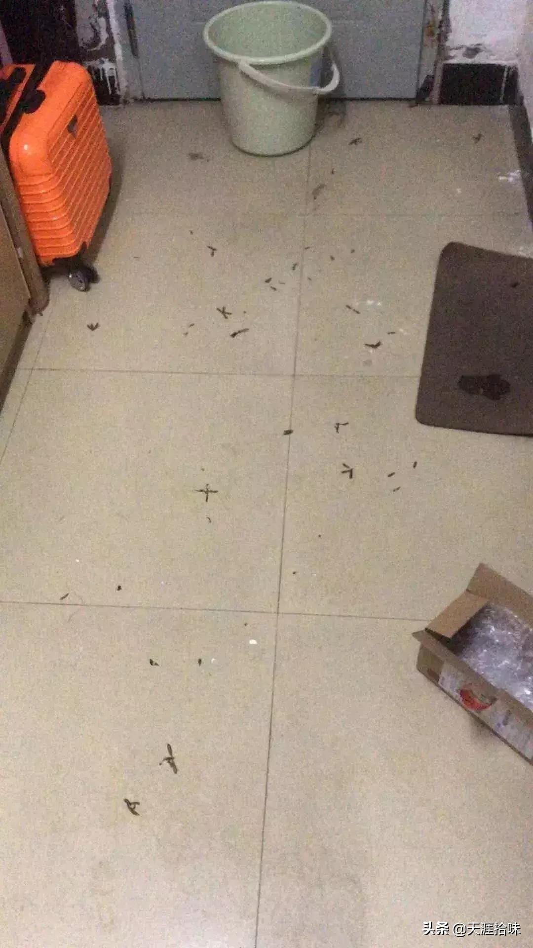 台风来了海岸上很多虫子,台风后出现的虫子