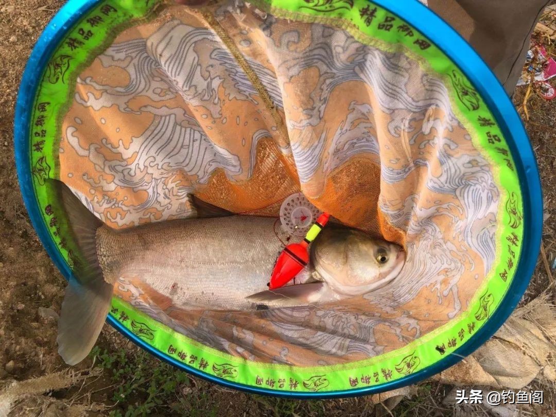 钓海竿铃铛一响就提竿吗,为什么海竿钓底铃铛不响