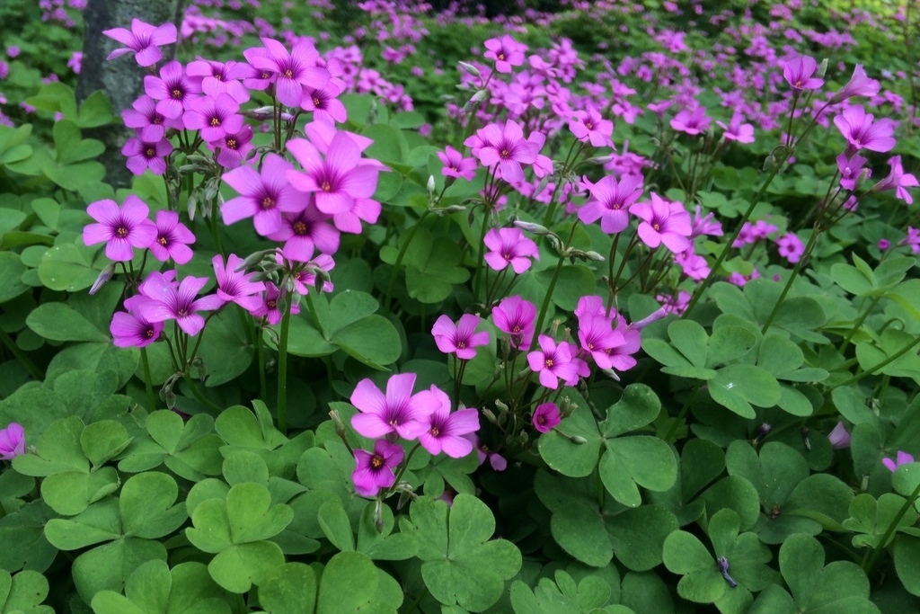 小时候经常见又叫不上名字的植物,一些常见的能吃的植物名称
