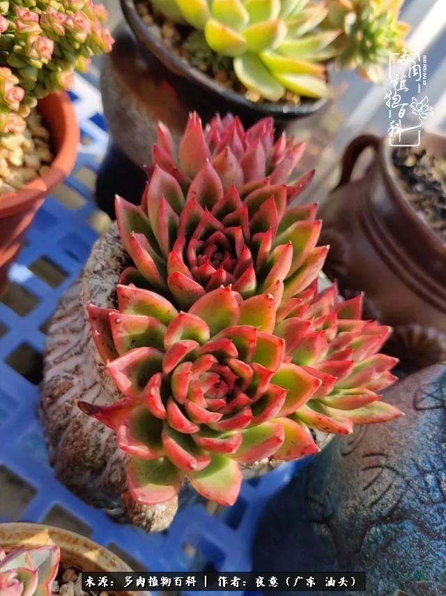 广东春天多肉图片大全,这个季节的多肉状态是最美的