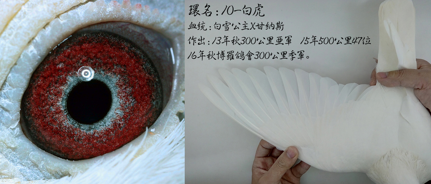 防止赛鸽主羽脱落的四种技巧,防止鸽子乱飞怎么办