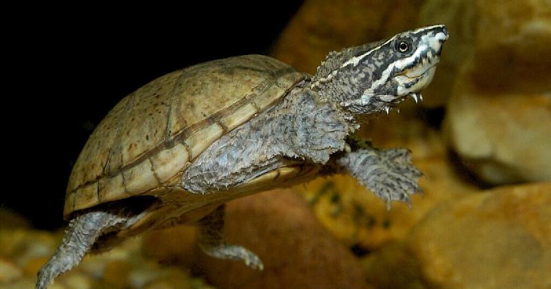 新手养龟自制龟缸,推荐新手龟