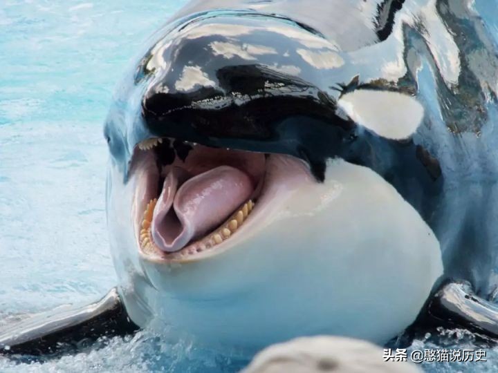 海里的哺乳动物是如何喂奶,海洋哺乳动物是怎么呼吸的