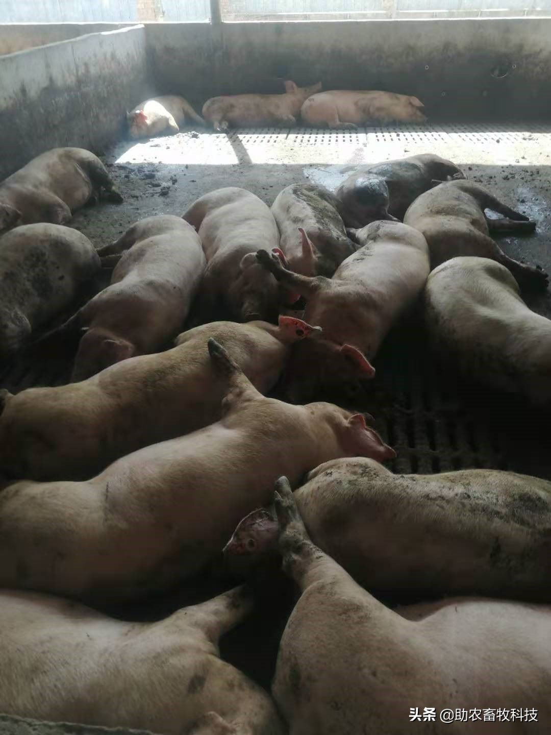 养猪催长剂,养猪有什么催肥最快的药物