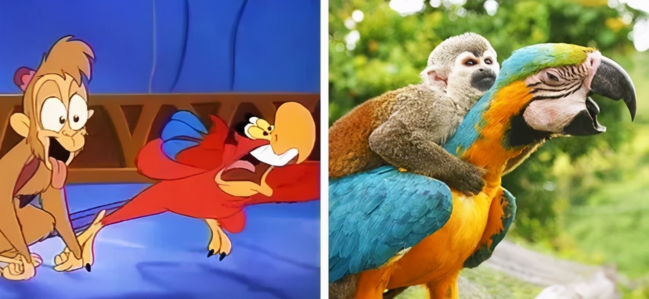 盘点那些经典的可爱卡通动物,盘点那些长得像漫画版形象的动物