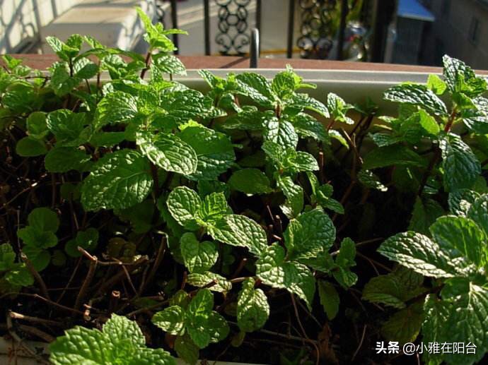 把薄荷养到枝叶繁茂爆盆,薄荷不要根能活吗
