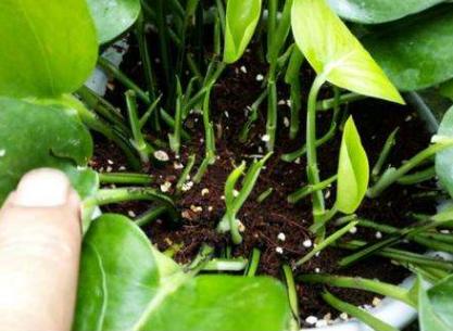 白糖水对植物生根有帮助吗,白糖水浇花的功效与作用