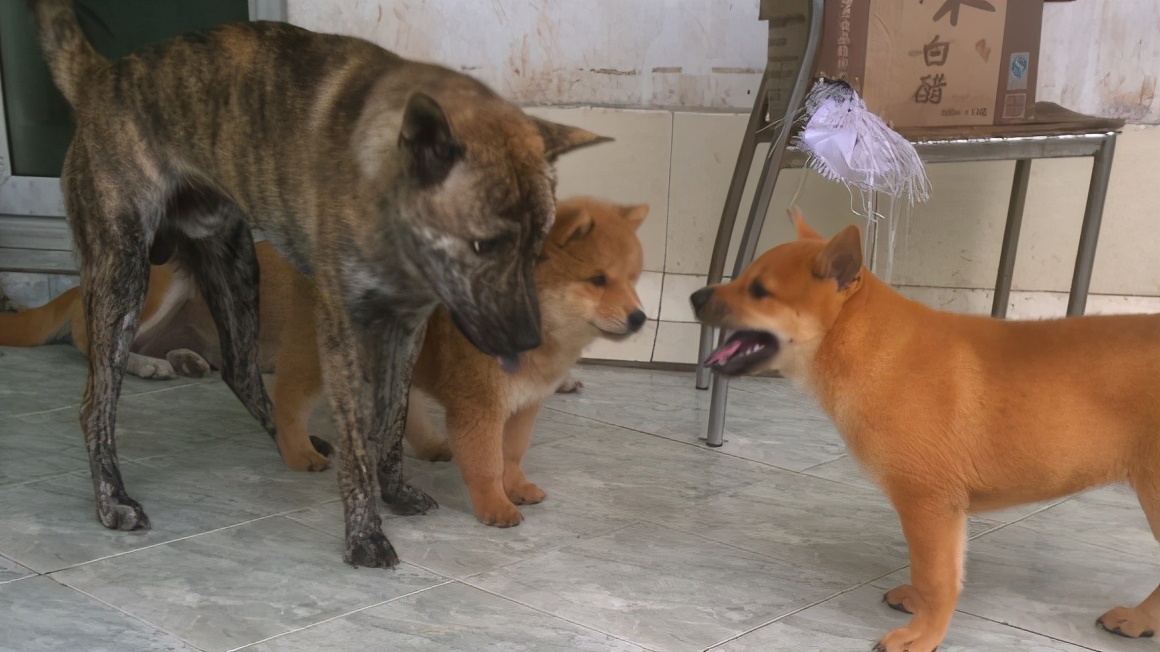 不漂亮的6种狗狗中国犬上榜,盘点四种冷门但颜值爆表的狗狗