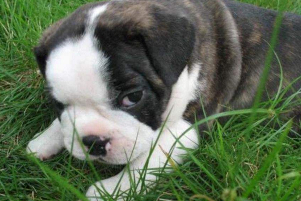 狗鼻子潮湿有鼻涕,为什么狗狗的鼻子总是湿湿的