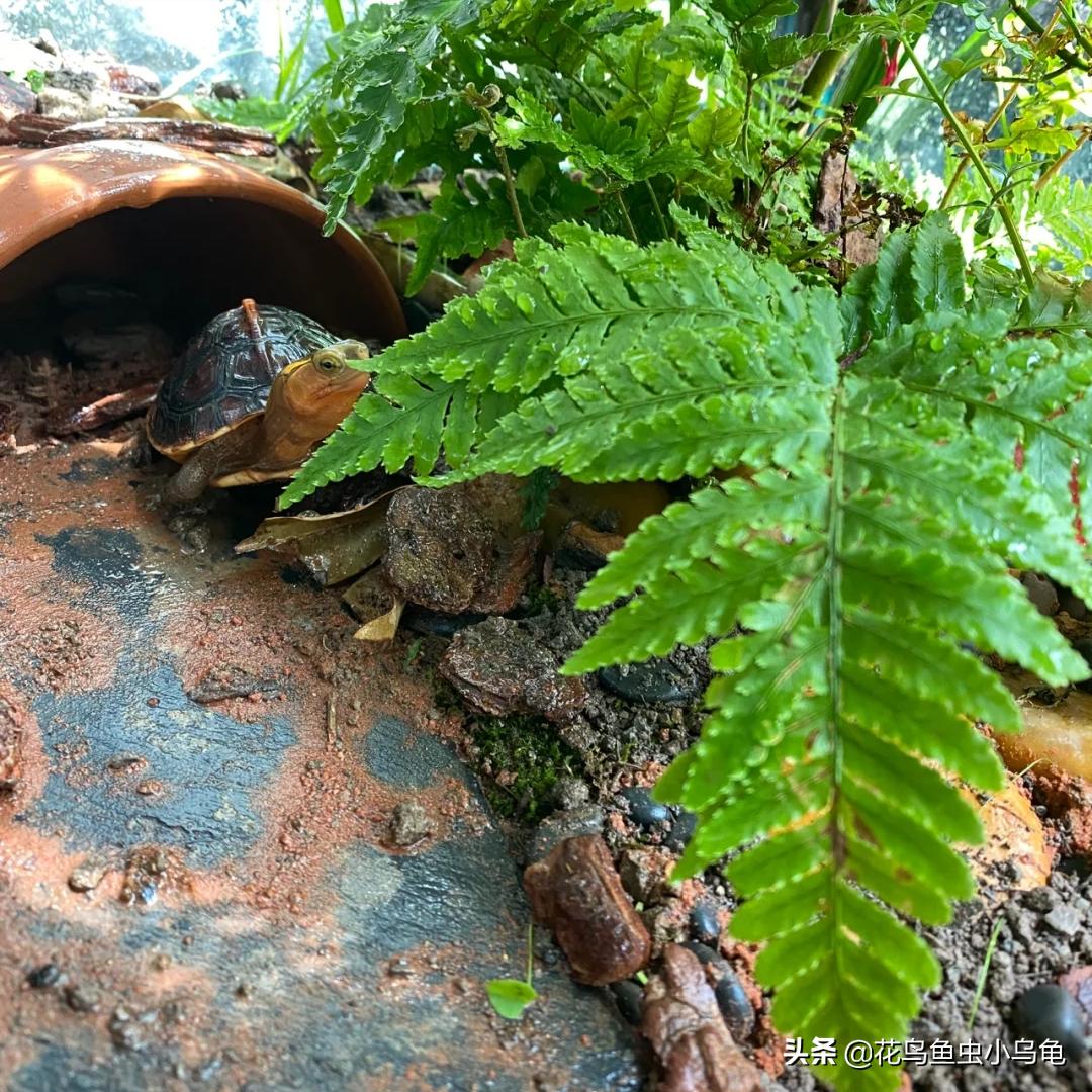 养黄缘环境能养草龟吗,养龟黄缘环境
