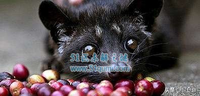 最贵猫屎咖啡的价格,3合一速溶咖啡猫屎咖啡