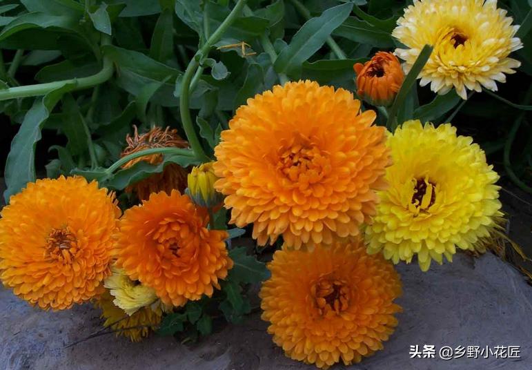 金盏菊花期怎样控制,金盏菊花开多久