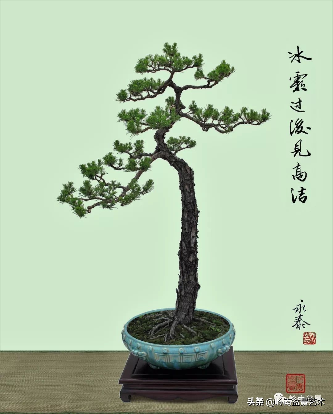 室内十大盆景名贵树种排名,十大盆景名贵树种排名火棘