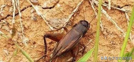 地下害虫怎么防治效果最好,多种地下害虫的防治方法