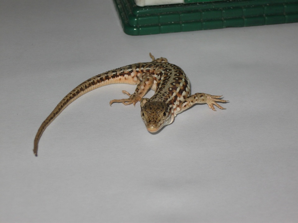 山海经里面什么神兽可以治痔疮,山海经中虎身怪物