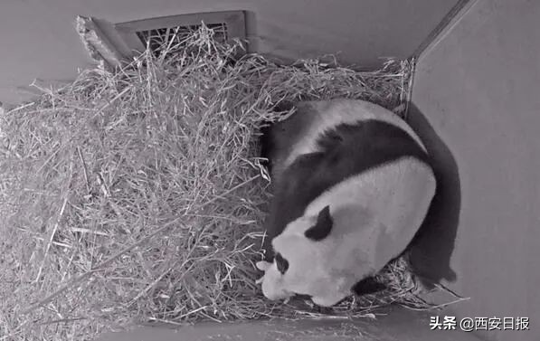 波兰好消息,荷兰消息