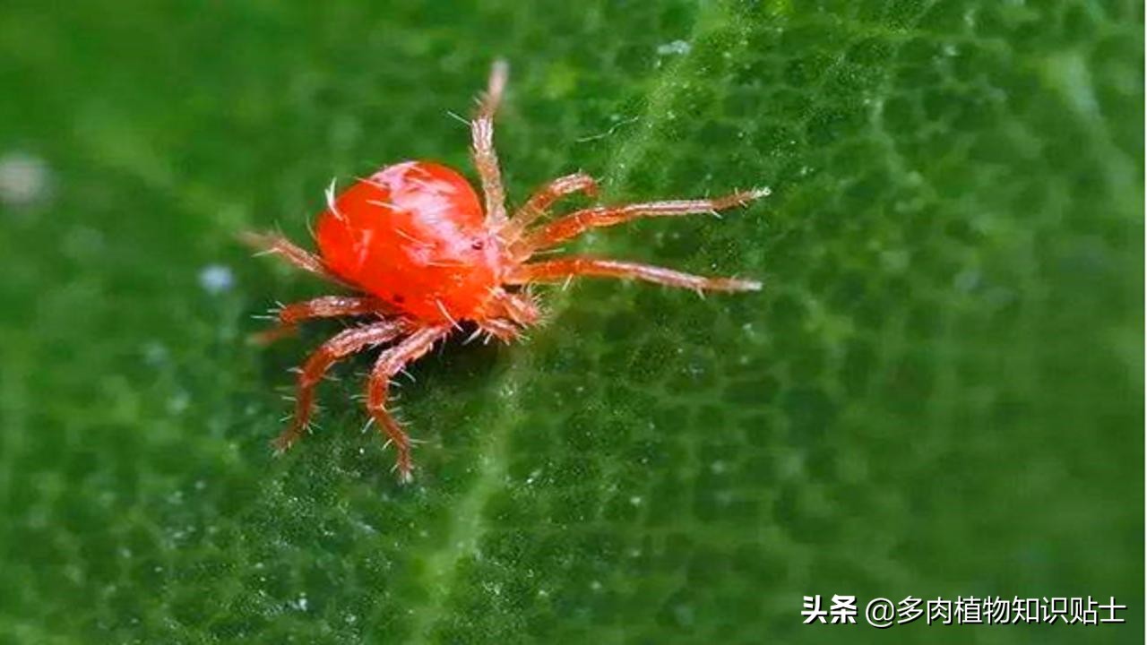 多肉长红蜘蛛有网丝吗,多肉有红蜘蛛可以用清水浸泡吗