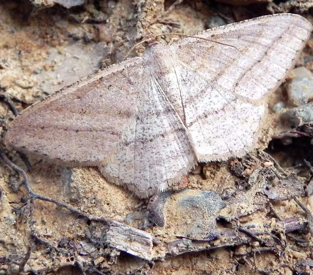 传说中的蛊虫真的有吗,传说中的扑棱蛾子