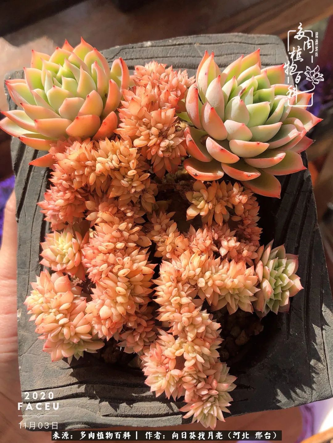 耐高温适合露养的多肉,冬日的露养多肉